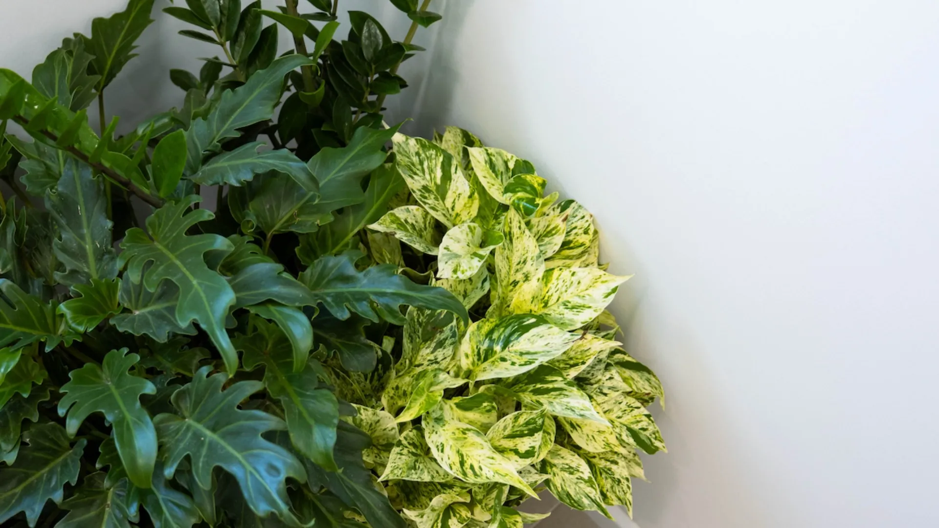 Plants at Your Office to Clean the Air